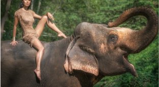 Слон — очень аккуратный зверь, ты слухам про него не верь (24 фото)