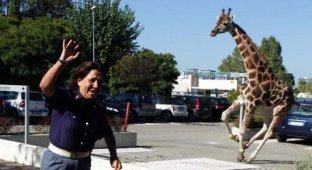 Побег жирафа в Италии (13 фото)