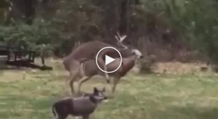 The deer did not expect such a turn of events
