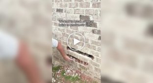 Кіт застряг у стіні: господар влаштував справжню «будівельну» операцію