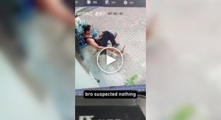 Хитрый пушистый воришка