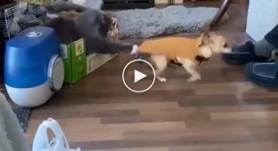 Кот мешает псу покинуть комнату