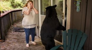 Cities have gone crazy: an interesting project by a photographer from the USA about wild animals living next to people (14 photos)