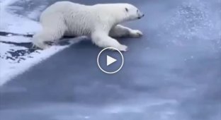 Как белые медведи передвигаются по тонкому льду