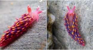 Rare slug spotted in British waters (5 photos + 1 video)