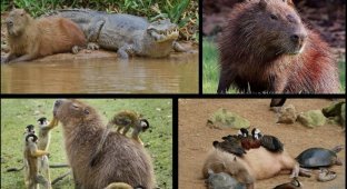 Why does everyone love capybaras, even crocodiles? (5 photos)