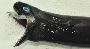 В Тихом океане выловили редких акул-гадюк (2 фото)