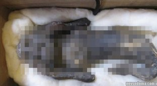 The mystery of the creepy mummified "mermaid" from Japan is finally revealed (5 photos + 1 video)