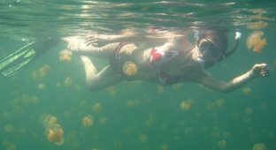 Озеро с медузами (19 фотографий)