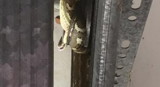 Змея выжила после того, как ее намотало на шкив гаражных ворот (3 фото)