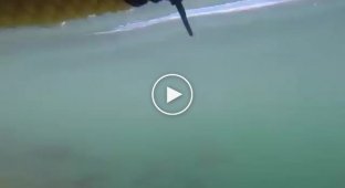 Белая акула попыталась напасть на дайверов