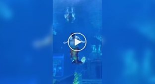 A Chinese aquarium showed the daily life of a "merman" with humor