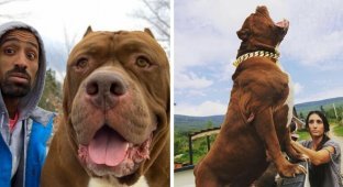 Hulk - the largest pit bull in the world (17 photos + 1 video)