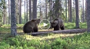 Серйозне розбирання двох ведмедів