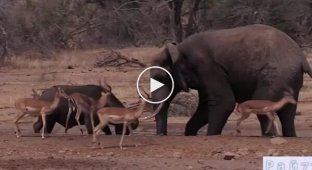 The fight between an elephant and a buffalo over a pond was filmed in an African reserve