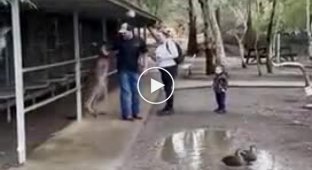 В австралійському заповіднику чоловік випадково побився з кенгуру