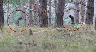 Трубы над землей в лесу (30 фото)