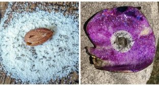 20 simple and mesmerizing wonders that can be found anywhere (21 photos)