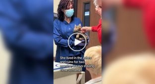 Cat thought to have died in Los Angeles wildfires returned to owner two months later