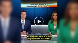 Ведущие новостей не смогли сдержать смех