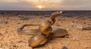 McCoy's Taipan: 1 bite = 250,000 mice or 100 people (9 photos)