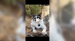 Chonkus Maximus — пушистая звезда острова Крит