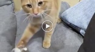 A cat begging to be played with