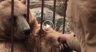 Медведь показывает как он умеет стесняться