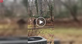 Deer stuck in someone else's garden: amazing rescue operation