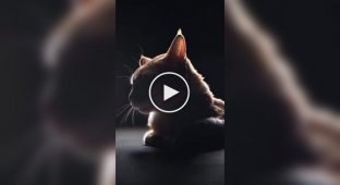 Девушка сняла обзор на кота в стиле Apple