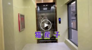 A Chinese man built a mini-mansion for his cats
