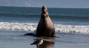 Двухтонный герой спас маленького детёныша (5 фото)