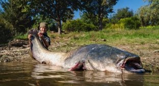 A fisherman in the Czech Republic caught the largest catfish in the country's history (4 photos)