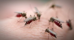 10 действенных «обрядов» для тех, кого достали комары и мошки (10 фото)