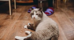 In Tyumen died the oldest cat named Dashun (7 photos)