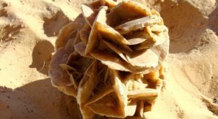 Экзотический сувенир – кристалл «роза пустыни» (11 фото)
