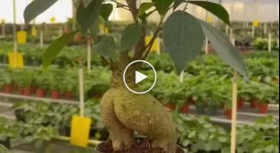 Ствол дерева очень напоминает человеческую фигуру