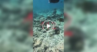 A tropical fish attacked a man