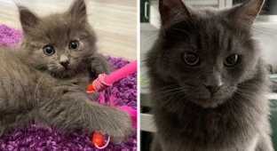 Cute kittens that turned into respectable cats (15 photos)
