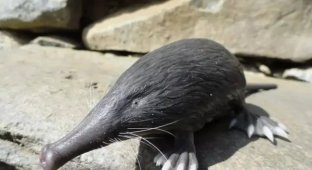 Pyrenean Desman: It Looks Like an Evolutionary Mistake, But It's the Perfect Aquatic Predator! (10 photos)