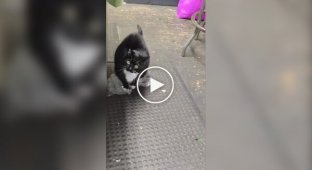 Кішки теж люблять лопати бульбашки на плівці