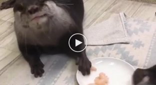 Otters feast on shrimp