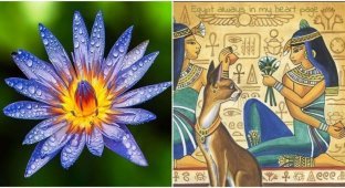 The mystery of the blue lotus so beloved by the Egyptians (5 photos)