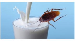 Вот это поворот: молоко тараканов оказалось полезнее коровьего (2 фото + 1 видео)