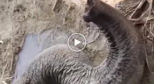 Ленивый слон выпивает воду