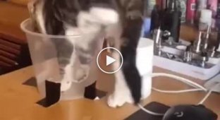 cat in a glass