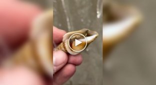 В Австралії навіть молюски не виглядають нешкідливо