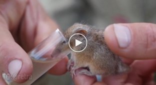 Хоботноголовый кускус - смесь колибри и мыши