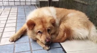 Собака, целыми днями ждущая хозяина на станции, своей преданностью покорила мир (6 фото + 1 видео)
