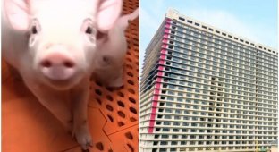 В Китае активно строят "отели" для свиней (6 фото + 1 видео)